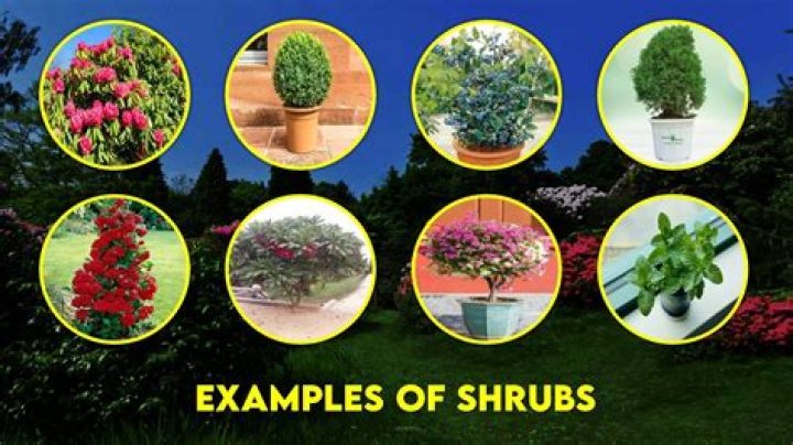 What are examples of shrubs plants?