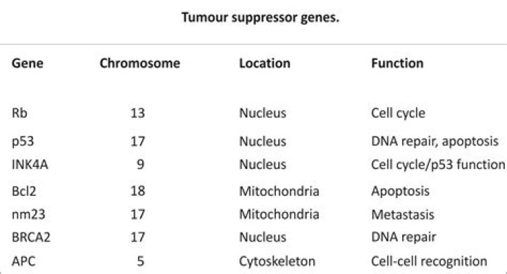 What are examples of tumor suppressor genes?