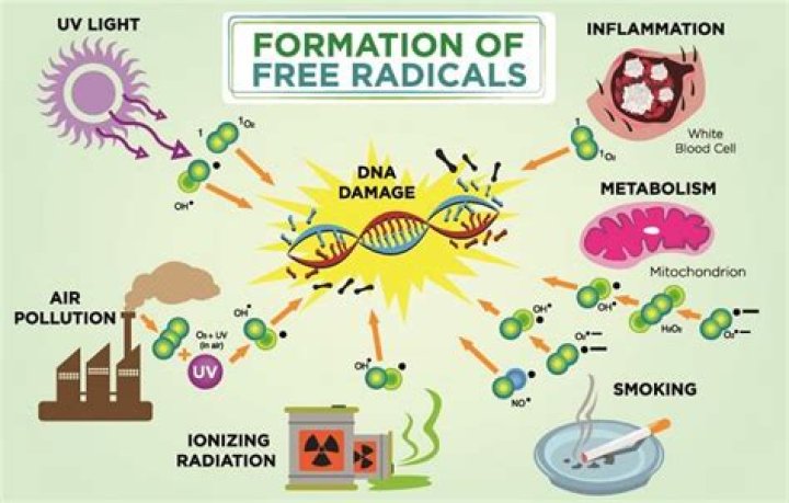 What are free radicals in simple terms?