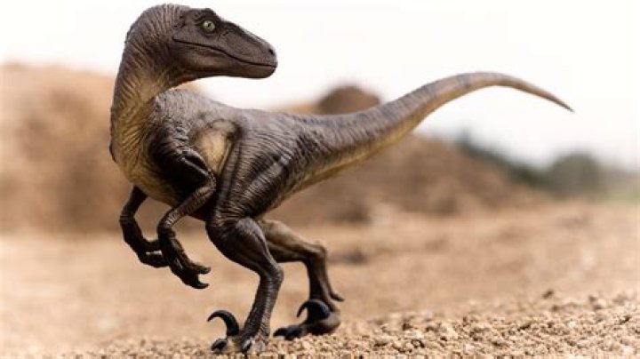 What are fun facts about velociraptors?