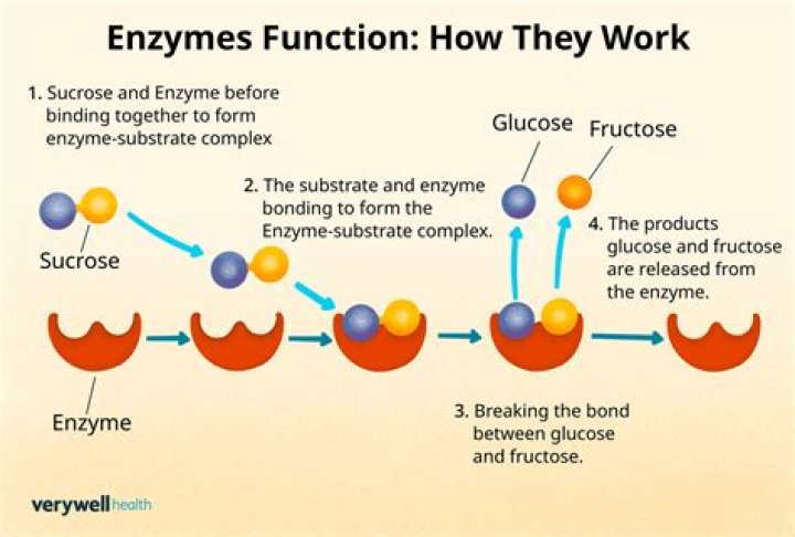 What are fusion enzymes?