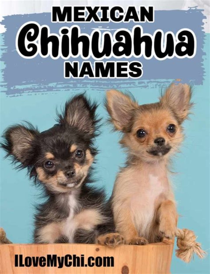 What are good Mexican dog names?