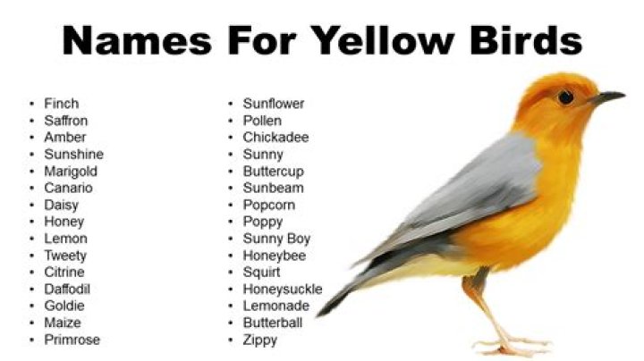 What are good names for yellow cars?