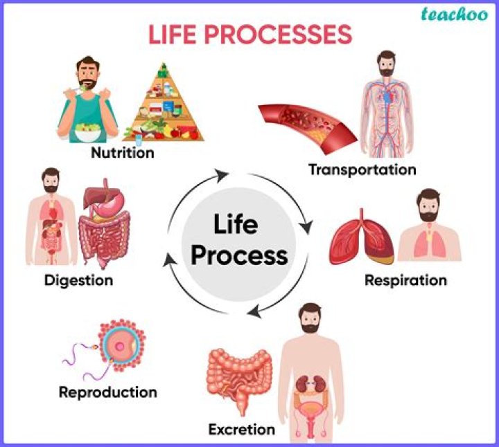 What are life processes explain?