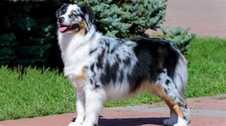 What are mismarked Aussies?