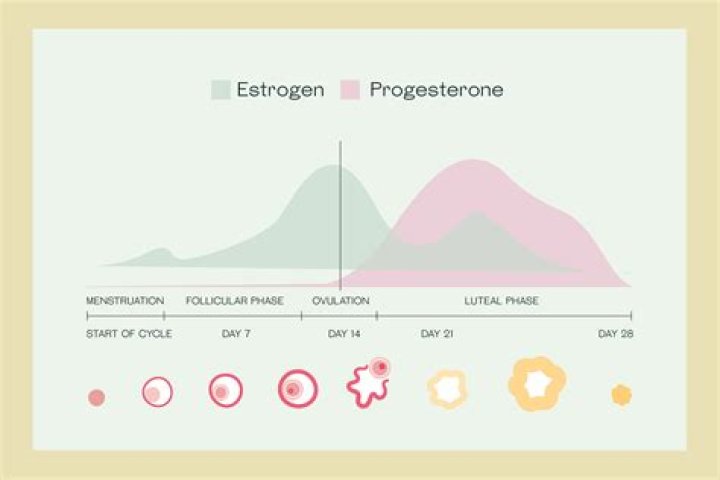 What are normal levels of estrogen and progesterone?