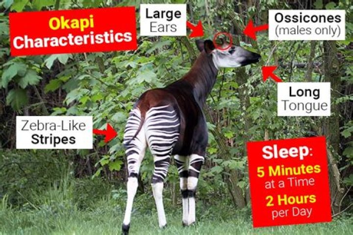What are okapis adaptations?