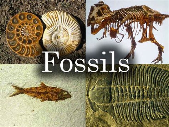 What are organism fossils?