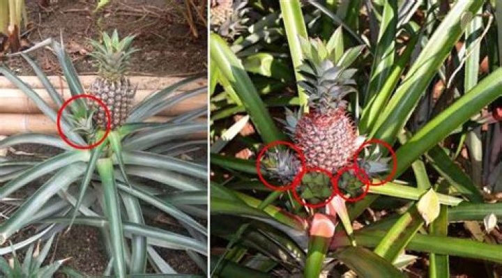 What are pineapple leaves used for?