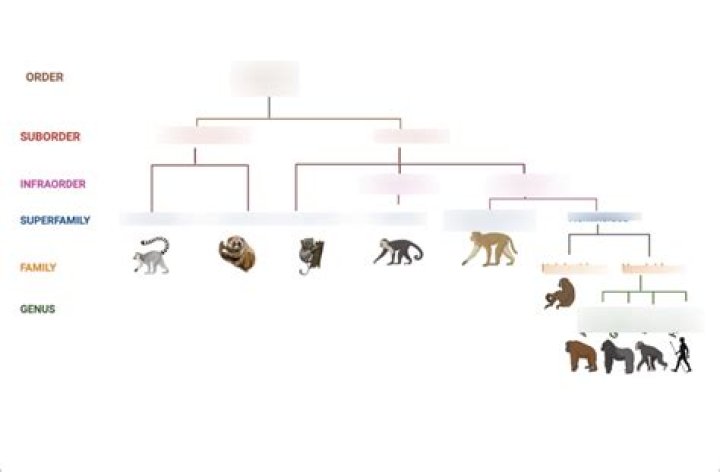 What are primates in anthropology quizlet?