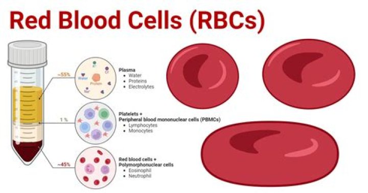 What are red blood cell membranes permeable to?