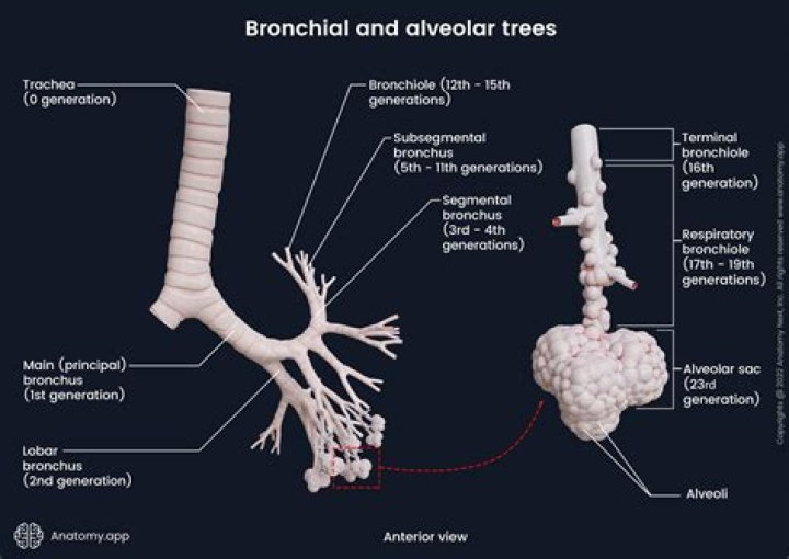 What are segmental bronchi?