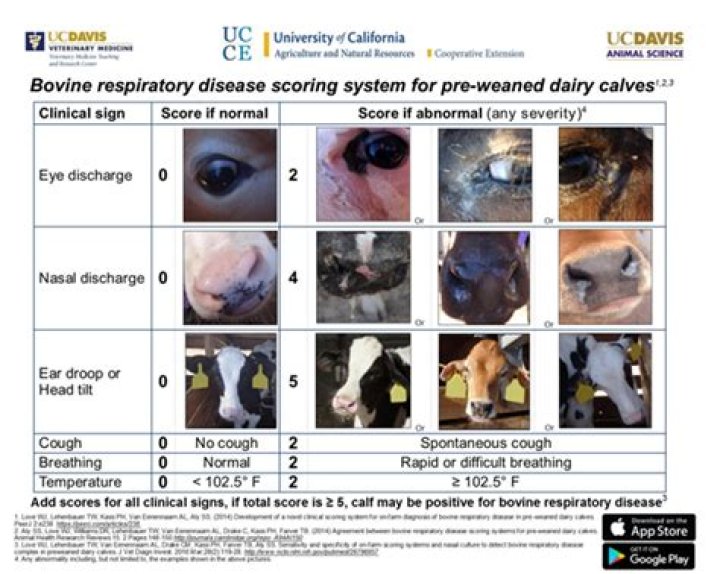 What are signs of BRD in cattle?
