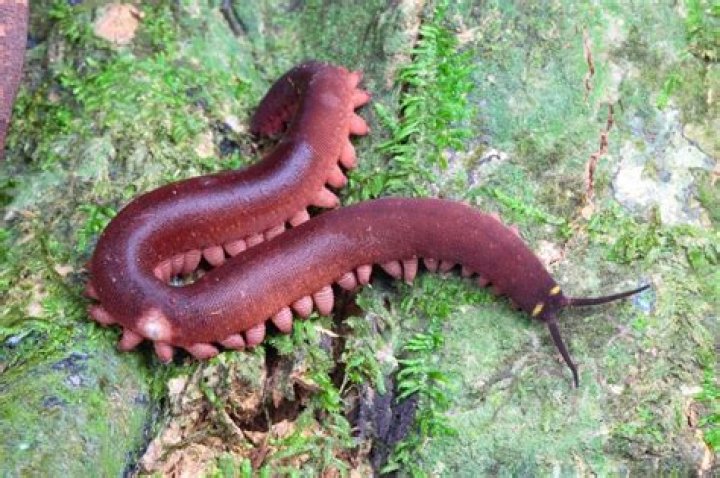 What are some decomposers in a rainforest?