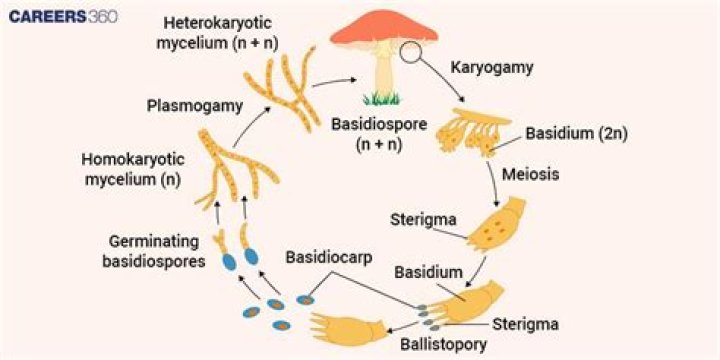 What are some examples of basidiomycetes?