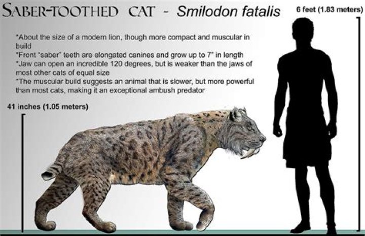 What are some fun facts about the saber tooth tiger?