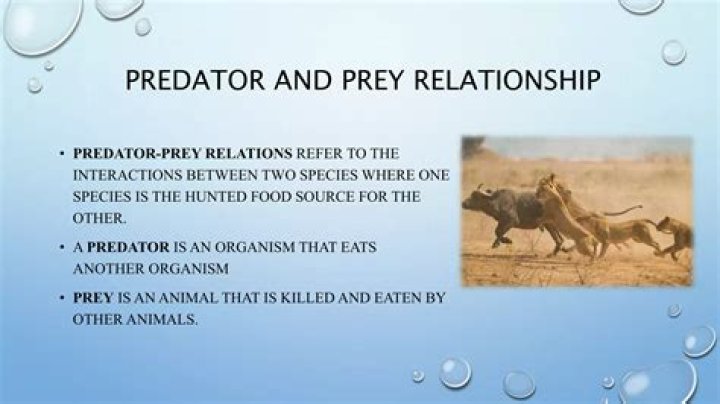 What are some predator/prey relationships in the taiga?