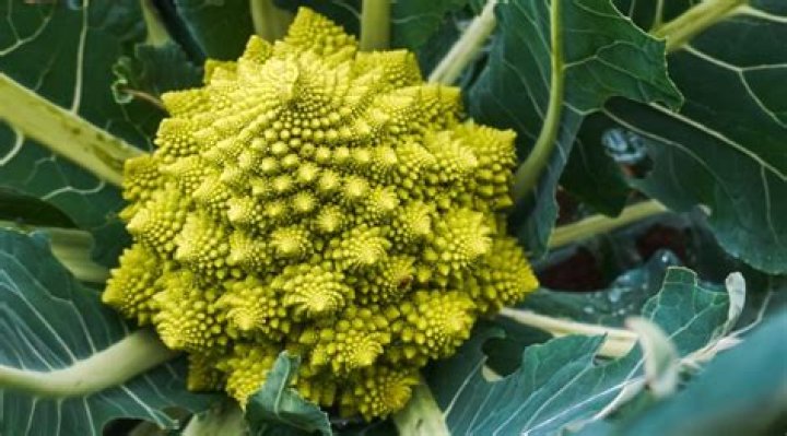 What are some unusual vegetables?