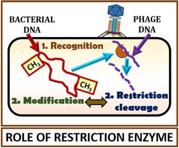 What are some uses of restriction enzymes?
