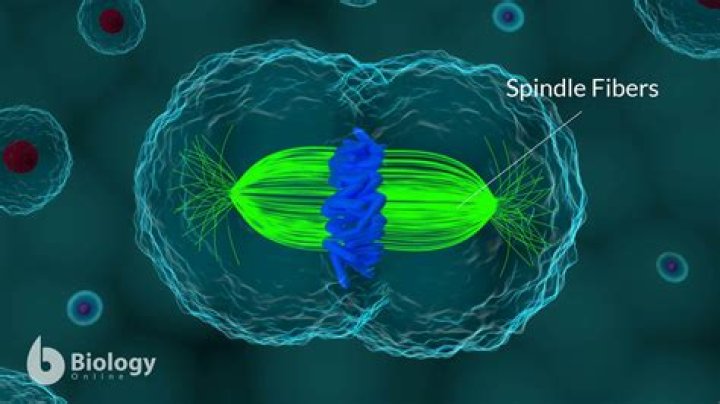 What are spindle factors?