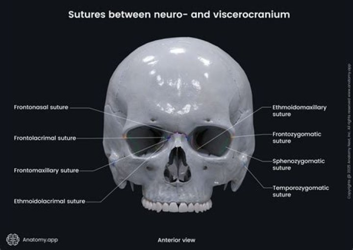 What are sutures in the cranium?