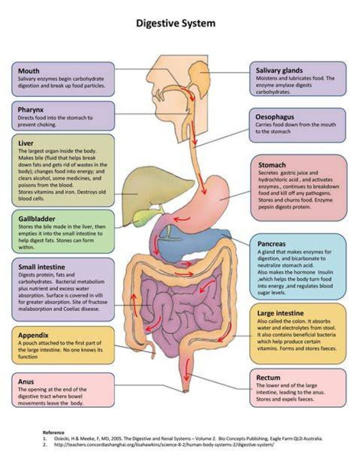 What are the 10 steps of the digestive system in order?