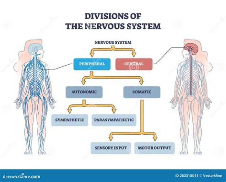 What are the 2 divisions of cells?