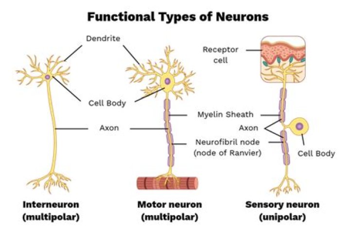 What are the 3 functional neurons?