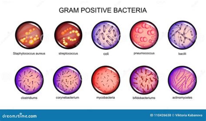 What are the 3 gram positive bacteria?