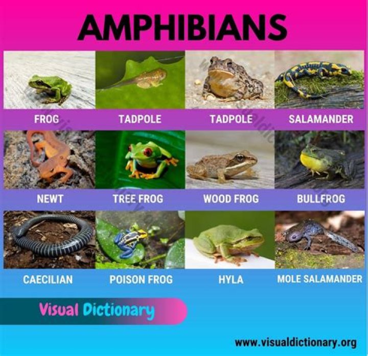 What are the 3 groups of amphibians?