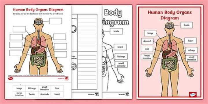 What are the 3 main organs of ILO?
