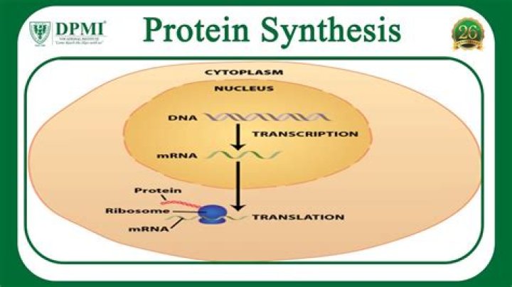 What are the 3 processes to go from DNA to protein?