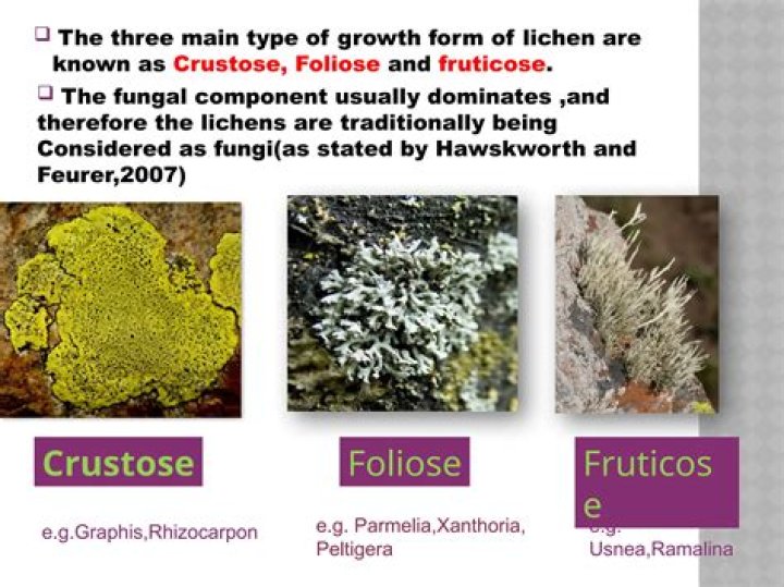 What are the 3 types of lichens?