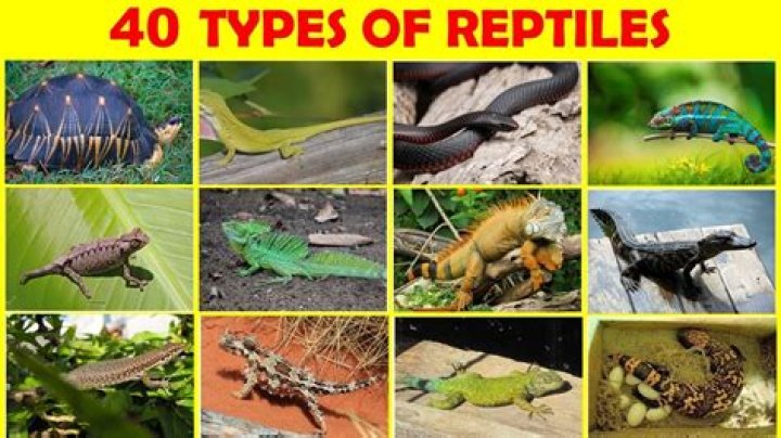 What are the 4 main reptiles?