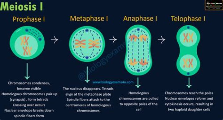 What are the 4 phases of meiosis?