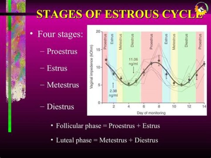 What are the 4 phases of the estrous cycle?