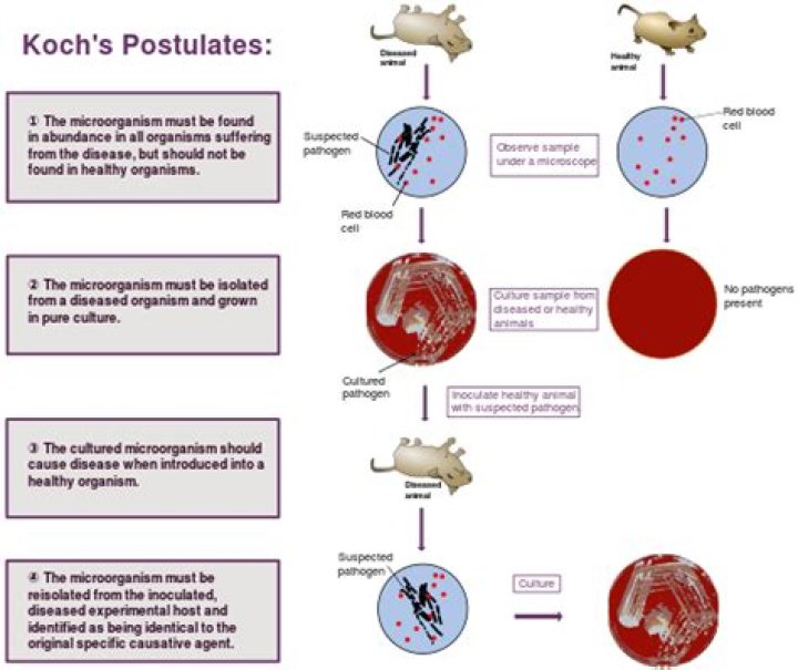 What are the 4 steps of Koch postulates?