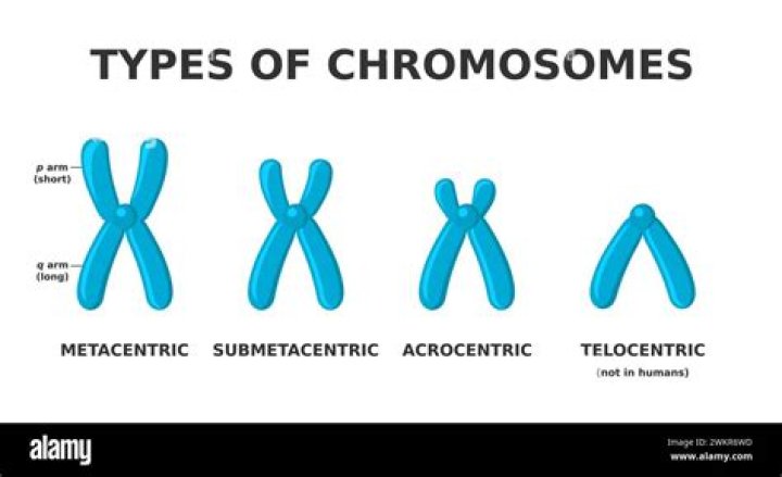 What are the 4 types of chromosomes?