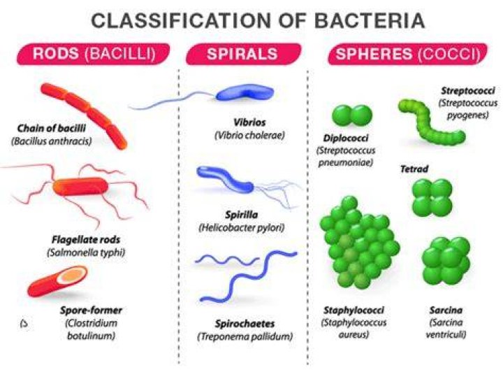 What are the 5 classifications of microbes?