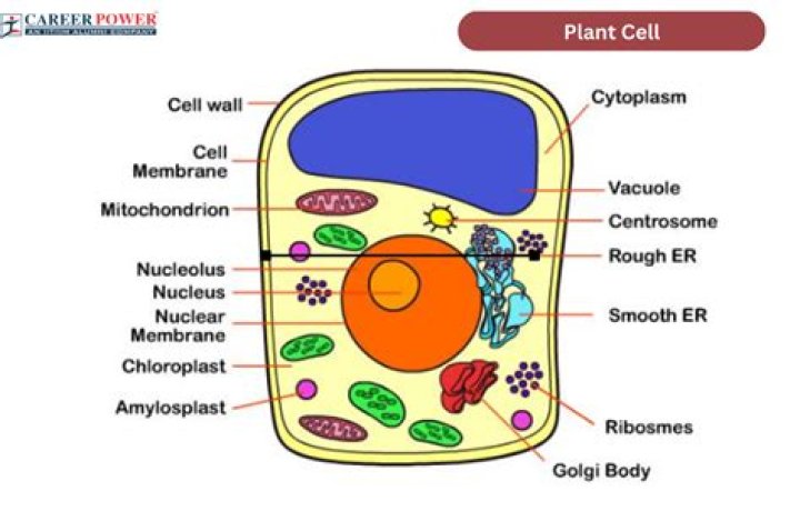 What are the 5 parts of a plant cell?
