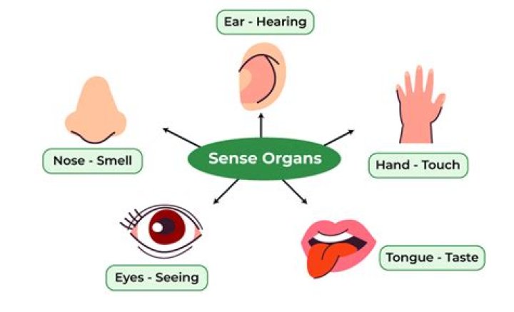 What are the 5 types of sensory?