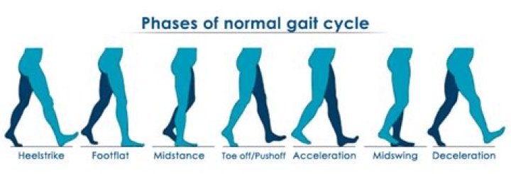 What are the 6 phases of gait?