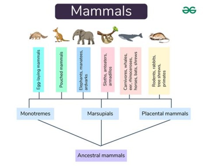What are the 7 characteristics of mammals?