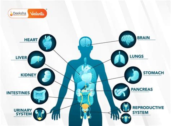What are the 7 major systems of the body?