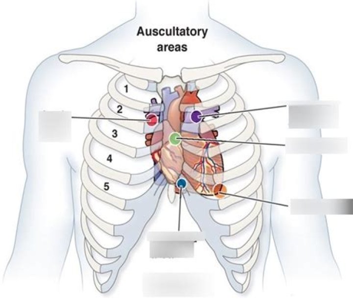 What are the Auscultatory sites of the heart?