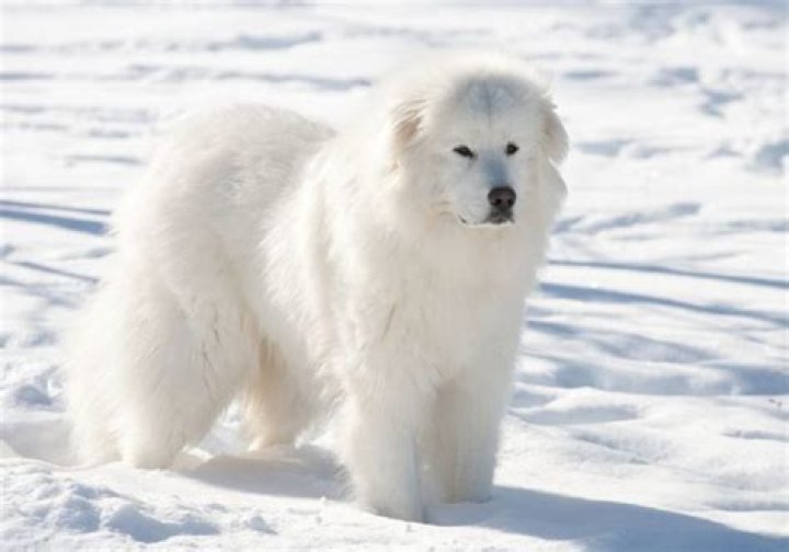 What are the big white fluffy dogs called?