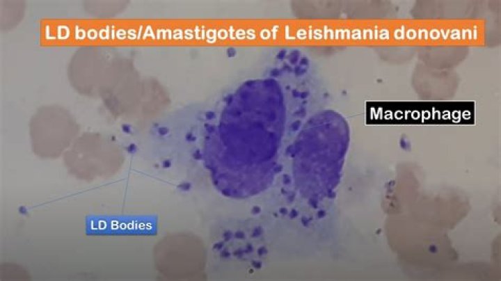 What are the characteristics of amastigotes of Leishmania?