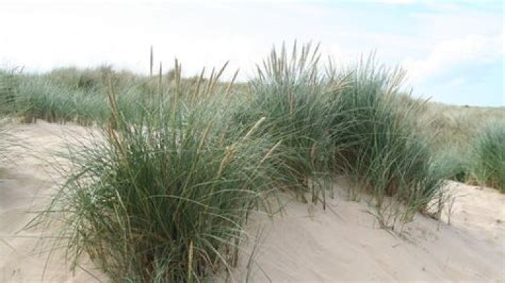 What are the characteristics of marram grass?