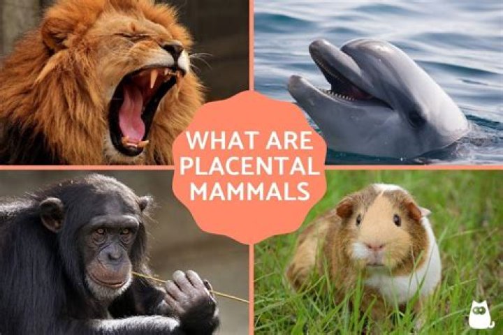 What are the characteristics of placental mammals?