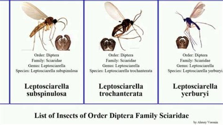 What are the characteristics of the Diptera?